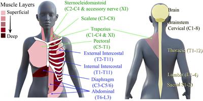 Respiratory Training and Plasticity After Cervical Spinal Cord Injury